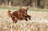 SETTER IRLANDAIS 359
